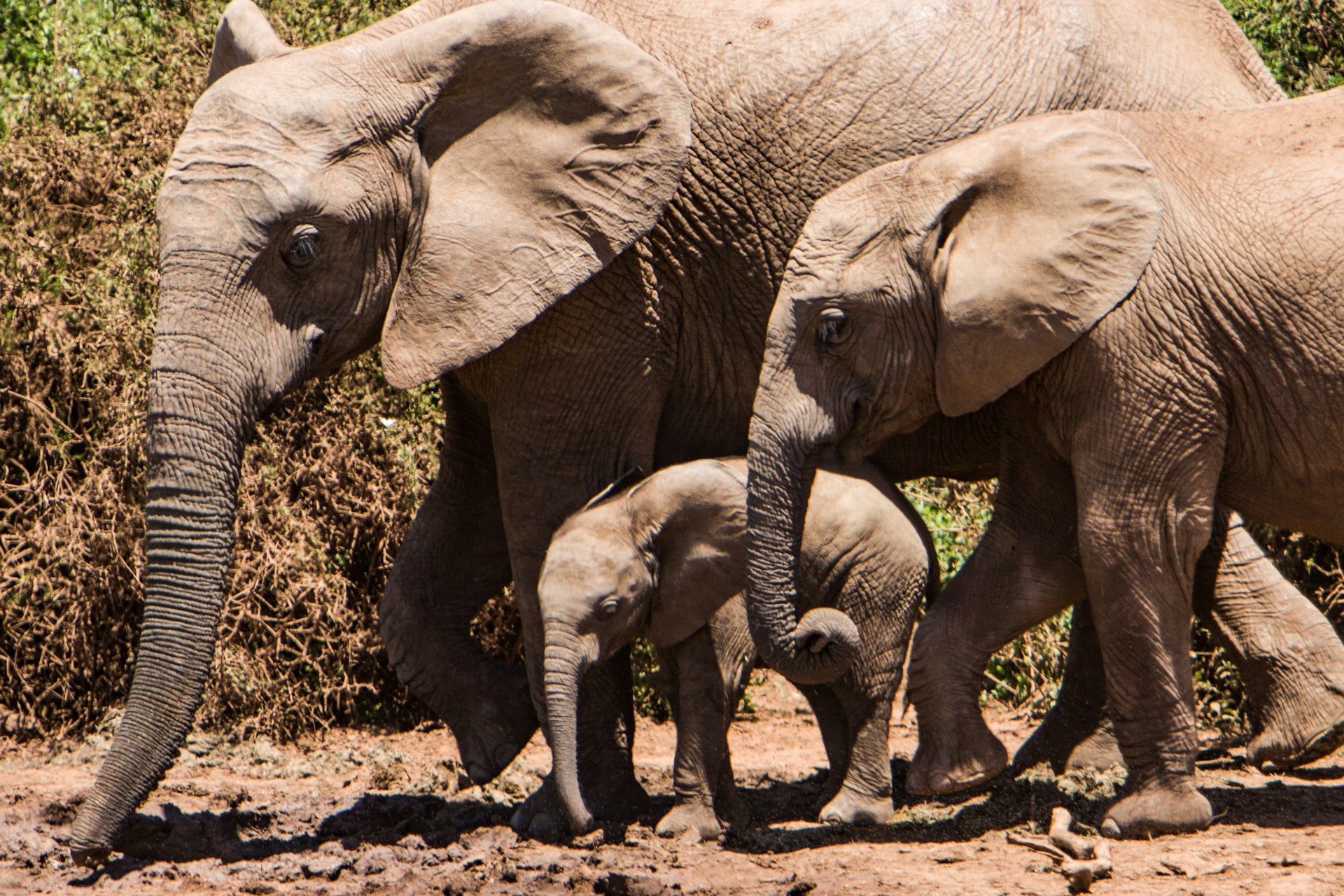 group of elephants